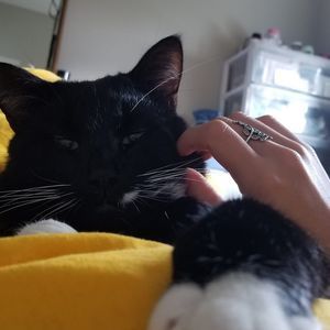 Meet your Posher, Lâm